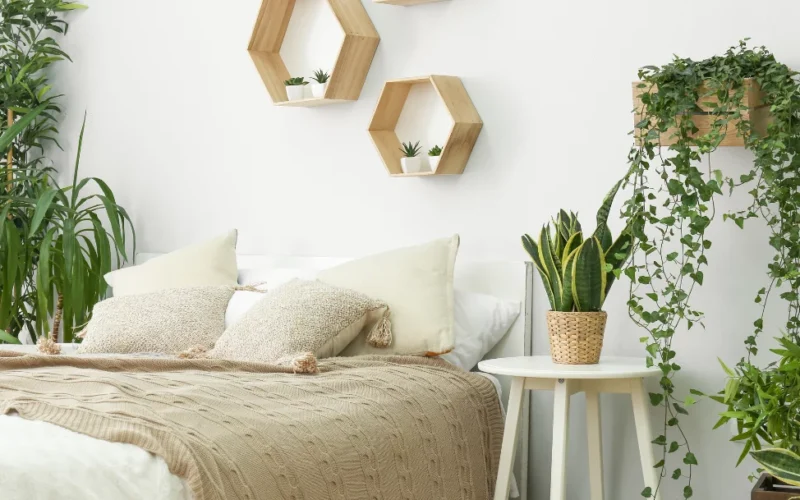 plante dans une chambre