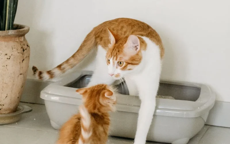 Un chat blanc et roux enjambe le bord d'un grand bac à litière gris, devant un chaton roux