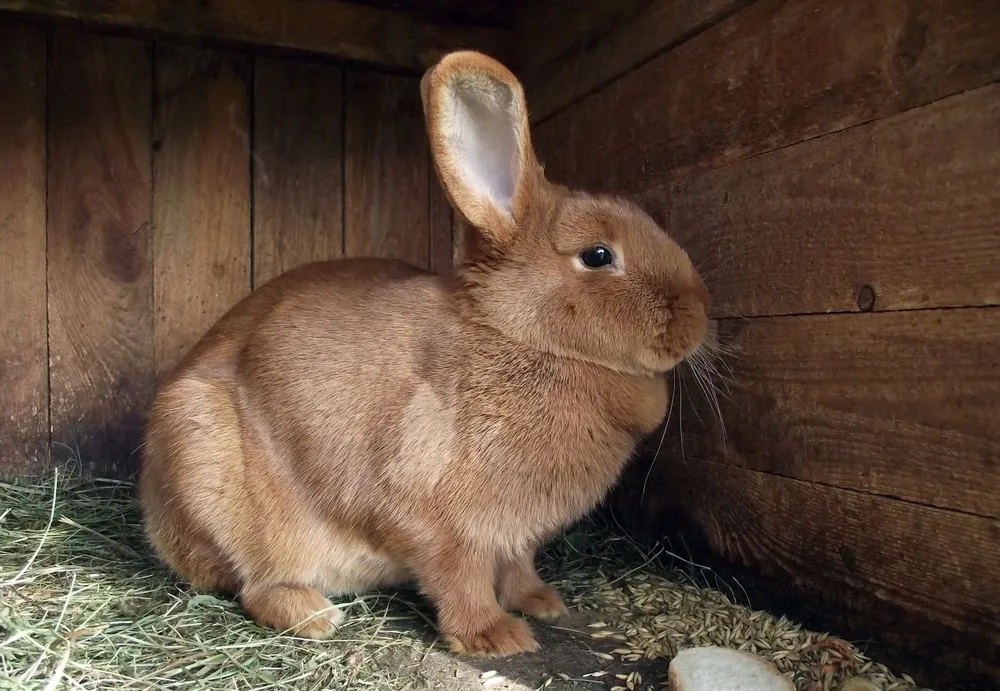 Lapin roux assis dans un abri en bois garni de foin
