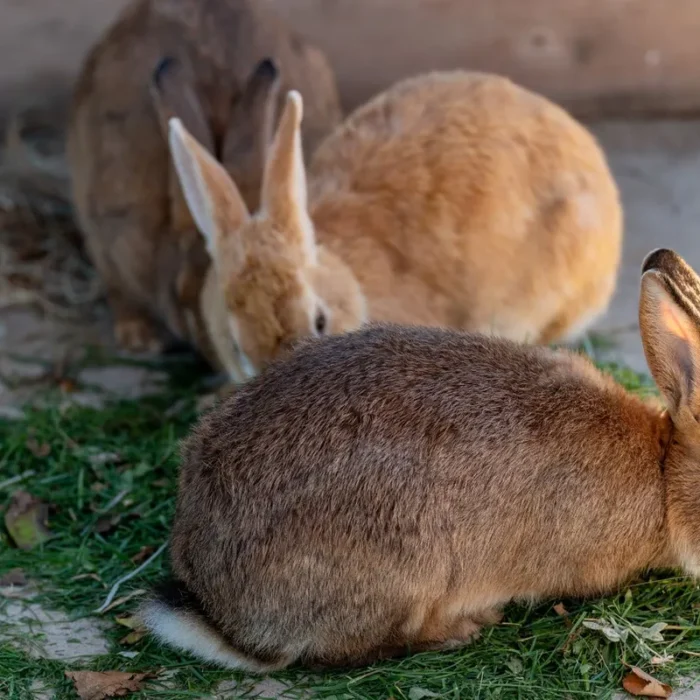Clapier extérieur pour lapin : dimensions et aménagement